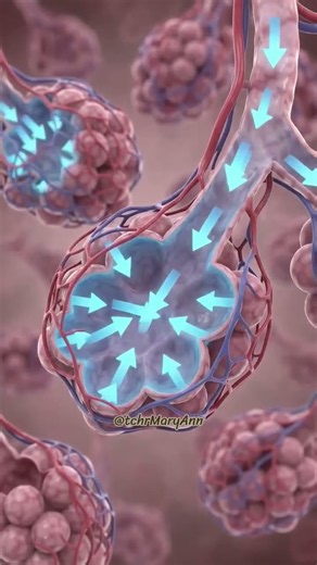 The Human Respiratory System | Science 5 | Term 2