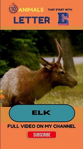 ✨ Letter E Animals Elk and Egret