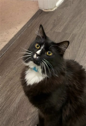 Funny Cat Accused: Hilarious Moments of Innocence
