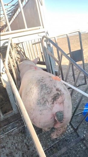 How to Safely Load Pigs Using Ramp Without Stress or Injury