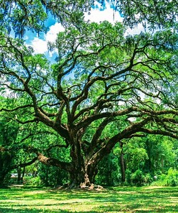 235K views · 6.6K reactions | Medicinal Trees 101: Southern Live Oak | The Weeds and Seeds Guy | Facebook