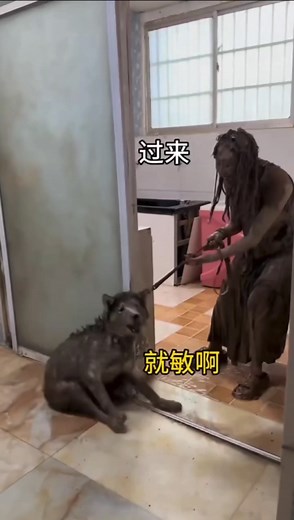 Funny dog bath and brushing teeth fail — silly dog video