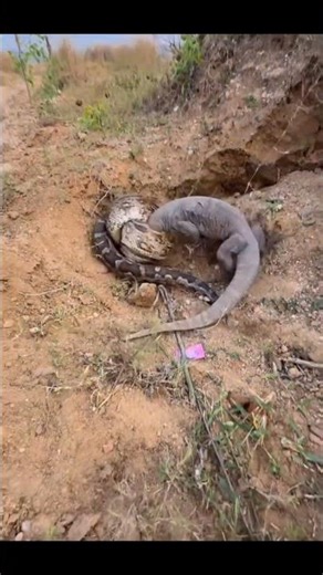 Snake Video #snakesnake #snakesfighting #snake #snakes #shorts