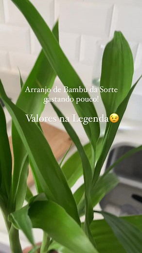 Arranjo de Bambu da Sorte: Como Fazer e Custa