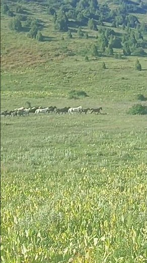 Wild Horses Running Freely Across a Beautiful Meadow 🐎 | Peaceful Nature