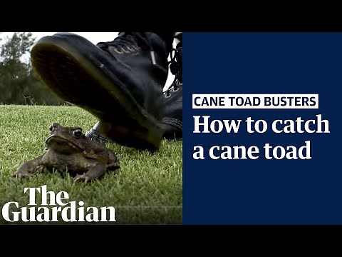How to catch a cane toad: advice from Australia's Great Cane Toad Bust 2023
