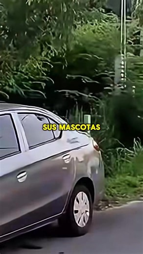 Hoy en noticias de México: escándalo en Chetumal por el cremetario Xibalbá: resultó un fraude donde no entregaban las cenizas de las mascotas, sino que las tiraban en bolsas en el Boulevard de Chetumal #viral #xibalbacrematorio #armandogalera #informadocaribe #chetumal | Armando Galera - Informado Caribe