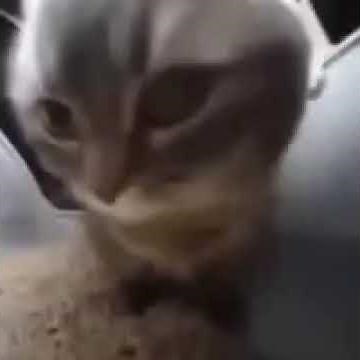 Chippy chippy chopper movie movies