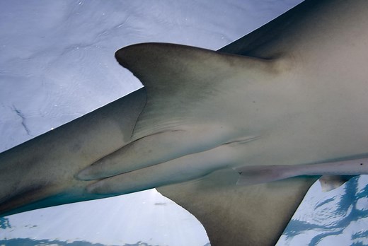 Claspers Live In Oceans, But What Are They?