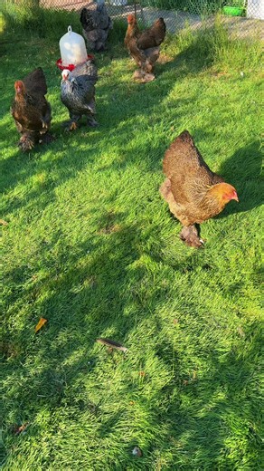 Brahma #brahma#chicken#hühner#poultry#breeder