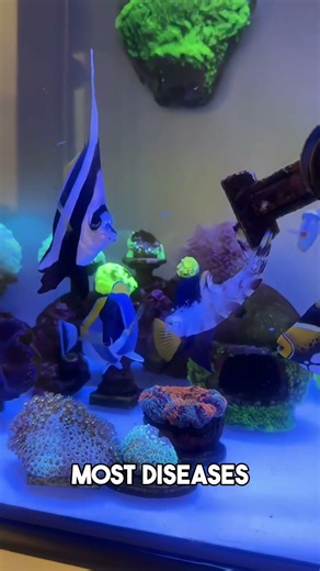 It's feeding time for my fish