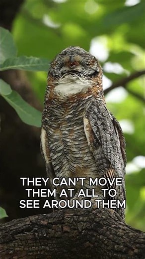 Why Can Owls Turn Their Heads 270 Degrees?