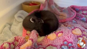 5.4K views · 223 reactions | POLECAT KIT! 冀 This polecat kit (Mustela...