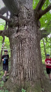 Ancient oak tree in Schoharie County, NY. Instagram.com/bigtreehunters for more🌲🌳 | Ancient Forests & Champion Trees