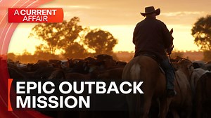 Massive cattle drive aims to keep livestock fed