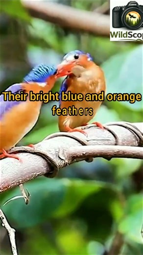 malachite kingfisher-tiny but lightining fast #wildlifephotography #nature #wildscope