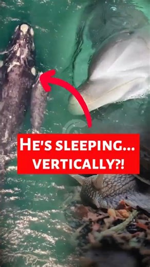 Animals That Sleep in The WEIRDEST Ways 😴 #shorts #animals #animalfacts