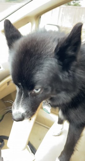 He just wanted to see dad and go for a ride in the car. #dogsofttiktok #dumbdog #pupper #puppersoftiktok #worthit