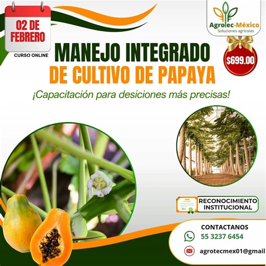 🚜 CURSO EN LÍNEA: Manejo Integrado del Cultivo de Papaya 🍈 ¿Te gustaría aprender todo lo necesario para dominar el cultivo de papaya? 🚜 Curso en Línea: Manejo Integrado del Cultivo de Papaya 📅 02 al 06 de Febrero | 🕖 7:00 pm - 8:00 pm | 💻 Google Meet 🔍 ¿Qué verás en este curso? ✅ Cómo establecer tu cultivo según clima y suelo. ✅ Técnicas de riego, fertirrigación y manejo nutricional. ✅ Control de plagas y enfermedades con métodos efectivos. ✅ Poda, inducción floral y manejo de frutos. ✅ C