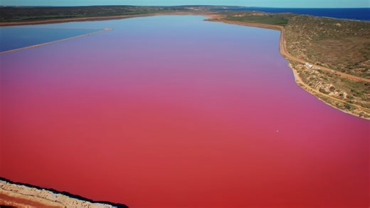 Why this lake in Africa turned bright pink - shocking conclusion