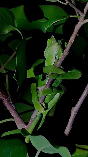 Indian Chameleon in a jungle #shorts #wildlife