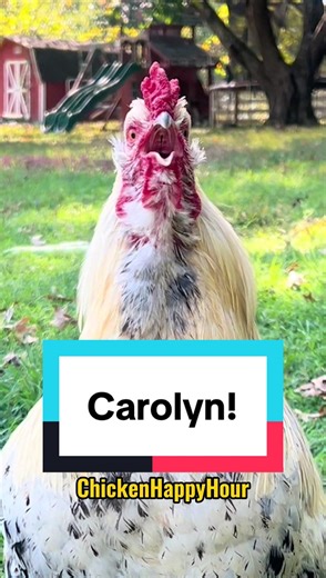 Carolyn! #carolyn #carol #rooster #chickens #memestiktok | carolyn