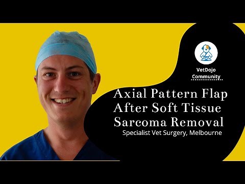Axial Pattern Flap After Soft Tissue Sarcoma Removal, Specialist Vet Surgery, Melbourne