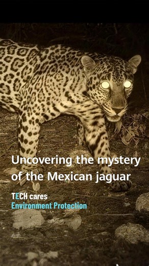 The jaguar is the only living representative of the genus Panthera occurring in the Americas. And it's incredibly elusive! But, as of the end of 2025, the Tech4Nature Mexico project had identified 147 local endemic species, including 16 individual jaguars.