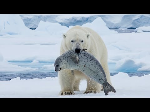 Life of Polar Bears in the Arctic: Ultimate Survival Journey 2025