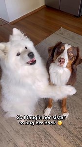 106K views · 5.5K reactions | How about a ✨Reverse Hug✨?Yuki is so proud. . One of the most requested videos! Still needs some practice to perfect it but we are working on it ☺️ #dog #dogs #samoyed #samoyeds #sammy | Baby Bear Yuki | Facebook