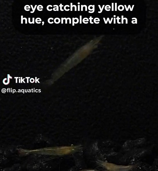 Flip Aquatics on TikTok