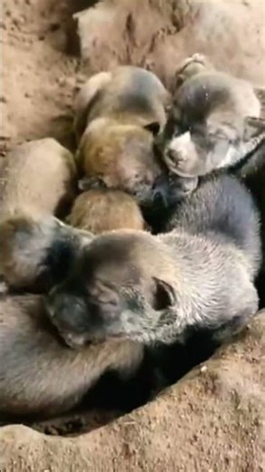 These wolf pups are too playful #animals #viral #cute# #puppy #usa