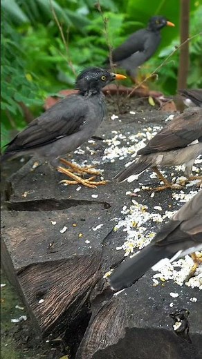 bird videos for cats to watch 4k