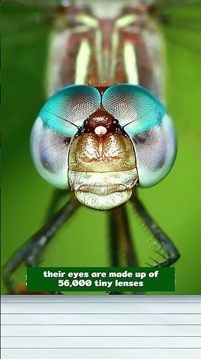 Faster Than You Think: The Insane Flight Mechanics of Dragonflies #shorts