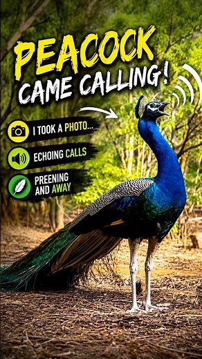 Peacock Calling #wildlifeentertainment #naturelovers #peacock #birds #trending #wildlife #viralvideo