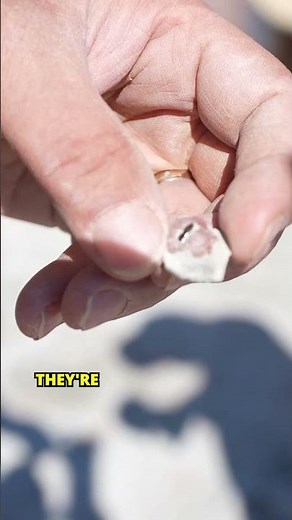 WE DISCOVERED THAT DINOSAURS USED TO EAT THESE