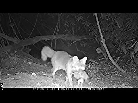 Gray foxes hunting rabbits, etc.