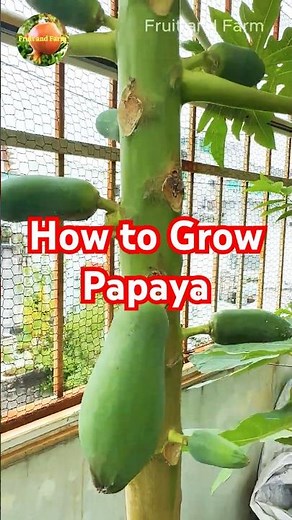 How to Grow Papaya in a Pot