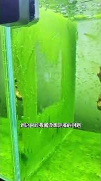 我买这藻种应该是上当受骗了 养了半个月没想到要出来是这样的玩意，你们看看吧，这是啥呀这是 #清水绿苔 #短绒藻 #长绒藻 #暴藻 #绿藻缸