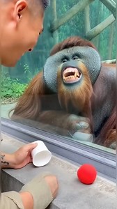 Amazing magic trick! Orangutan laughs hysterically 🤣🤣 | Shuffle Smile