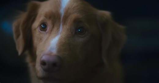 ‘Good Boy’ gets streaming release update after rave reviews, and it’s coming sooner than you think