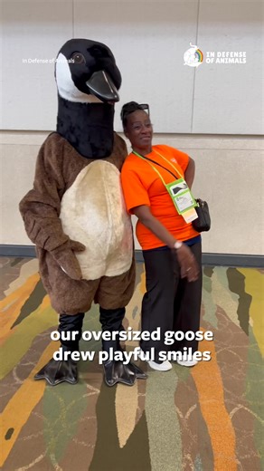 Our giant goose was a huge hit at the National Recreation and Parks Association Conference winning hearts and minds to compassion over cruel roundups. We presented non-lethal options to 70 decision-makers who left with more confidence in peaceful coexistence. Support our non-lethal outreach efforts to save goose lives! Read more - Link in bio. #StopGooseAbuse