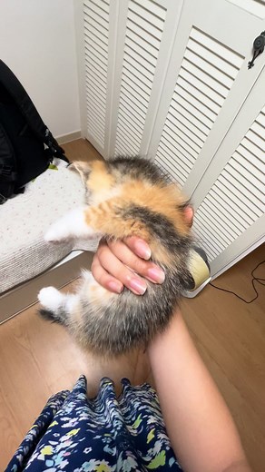 고양이 갤러리에서 추천하는 재미있는 콘텐츠