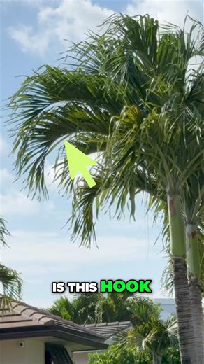 Perfect tropical palm for small yards - Adonidia merrillii #garden #plantssparkjoy #palm