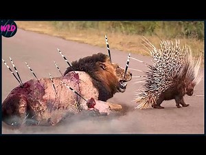 15 Times Brave Prey Became Predators