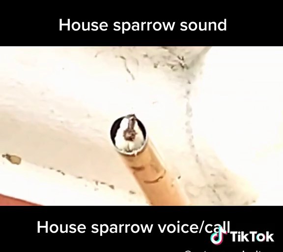 House sparrow call #House Sparrow sound/voices