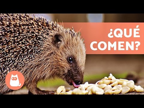 What Does a HEDGEHOG EAT? 🍎🦔 Feeding Pet Hedgehogs!