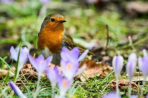 Nature kicks off spring in response to warm weather