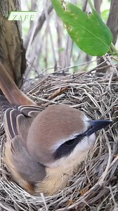 Review bird nest daily life with beautiful nature, mother bird baby bird life #birdlovers #relax #babybird #birdsounds #birdphotography #holiday #birdnest #birdsofinstagram #bird #birdlife #nature #reelsinstagram #babybird #naturelover #shorts #birdnest #birdwatching #wildlife #viralvideo #motherbird | Cute Bird's