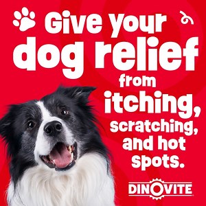 8K views · 239 reactions | ⭐⭐⭐⭐⭐"My dog's skin is clear, his coat is thick and shiny, he rarely passes gas anymore, and he no longer smells. I can’t say enough about Dinovite and if I could give it 100 stars I would." Whether your dog is experiencing itchiness, allergies, or a weak immune system, taking care of your dog’s health has never been easier!  Shop our easy-to-use supplements today  | Dinovite.com | Facebook